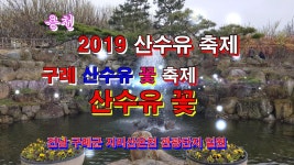 용천 구례산수유꽃축제 - kakaoTV 용천 구례산수유꽃축제