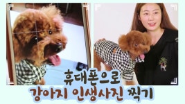 휴대폰으로 강아지 고퀄 사진 찍기 꿀팁 [개별방송] 14회 - kakaoTV 휴대폰으로 강아지 고퀄 사진 찍기 꿀팁 [개별방송] 14회