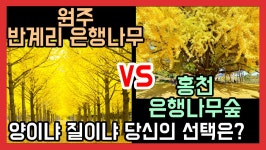 900살 된 원주 반계리 은행나무를 소개합니다 - kakaoTV 900살 된 원주 반계리 은행나무를 소개합니다 