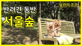 반려견동반가능공원, 강아지서울숲, 애견동반가능공원 - kakaoTV 반려견동반가능공원, 강아지서울숲, 애견동반가능공원