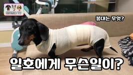 일이삼호의 대장이자 사고뭉치 닥스훈트 강아지 일호의 근황! - kakaoTV 일이삼호의 대장이자 사고뭉치 닥스훈트 강아지 일호의 근황!