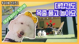 애견동반여행/대형견동반가능/태담이네하우스/포항독채카페... 애견동반여행/대형견동반가능/태담이네하우스/포항독채카페/산책모임... 