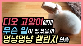 멍냥멍냥 챌린지 연습! - kakaoTV 멍냥멍냥 챌린지 연습!