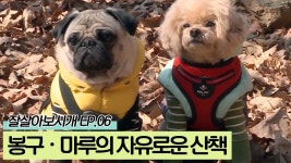 자유로운 산책에 나선 봉구와 마루 [잘살아보시개 시즌2] 6회 - kakaoTV 자유로운 산책에 나선 봉구와 마루 [잘살아보시개 시즌2] 6회