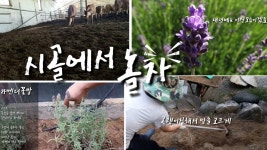 시골에서 놀자, 라벤더꽃심기, 해설이 있는 꽃이야기 - kakaoTV 시골에서 놀자, 라벤더꽃심기, 해설이 있는 꽃이야기 