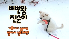 실외배변만 한다는 진돗개의 배변 신호 보내는 방법 l 의사표현 다 하는 강아지, korea dog - kakaoTV 실외배변만 한다는 진돗개의 배변... 