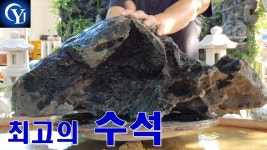 Ep.19 수석경매장 수석고르는법 수석가격 - kakaoTV 박물관으로 간 최고의 수석 경매!!! Ep.19 수석경매장 수석고르는법 수석가격