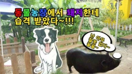 익산 액션 하우스 동물농장 - kakaoTV 익산 액션 하우스 동물농장