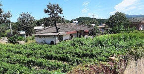 언양 집 경계 영상-0550 2020-06.14~2020.9.13 - kakaoTV 언양 집 경계 영상-0550    2020-06.14~2020.9.13