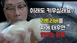[그 털빠짐이 알고싶다]리트리버 털빠짐의 대한 솔직한 영상! 100%리얼 - kakaoTV [그 털빠짐이 알고싶다]리트리버 털빠짐의 대한 솔직한... 