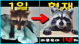 라쿤육아 1일~1년 영상 모음 - kakaoTV 라쿤육아 1일~1년 영상 모음