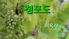 청포도 - 이육사/7월 좋은글좋은시 - kakaoTV 청포도 - 이육사/7월 좋은글좋은시
