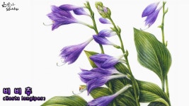 [꽃그림배우기 / 보태니컬아트] #60-2. 비비추 (Hosta longipes) 색연필그리기 (그림수업) - kakaoTV [꽃그림배우기 / 보태니컬아트] #60... 