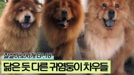 닮은 듯 다른 귀염둥이 차우차우들 [잘살아보시개 시즌2] 18회 - kakaoTV 닮은 듯 다른 귀염둥이 차우차우들 [잘살아보시개 시즌2] 18회
