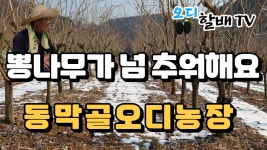 눈폭탄에 한파특보 오디농장 뽕나무들이 덜덜덜덜 떨고 있어요 - kakaoTV 눈폭탄에 한파특보 오디농장 뽕나무들이 덜덜덜덜 떨고 있어요