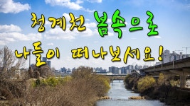 주말나들이 청계천의 봄, 청계천 매화꽃, 진주쌤 컴교실 - kakaoTV 주말나들이 청계천의 봄, 청계천 매화꽃, 진주쌤 컴교실