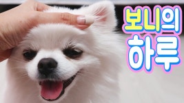 아주아주 팔자가 좋은 강아지의 하루 - kakaoTV 아주아주 팔자가 좋은 강아지의 하루