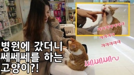 병원에 갔더니 쎄쎄쎄를 하는 고양이 | 동물병원 브이로그 vlog  - kakaoTV 병원에 갔더니 쎄쎄쎄를 하는 고양이 | 동물병원 브이로그 vlog 