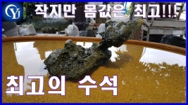 Ep.31 수석경매장 최고의수석 명품수석 - kakaoTV 수석경매 작지만 최고의 몸값 자랑하는 최고의 수석!!! 낙찰 가는? Ep.31 수석경매장... 