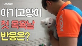 고양이 목욕 산이의 반응은?? CAT DAY - kakaoTV 고양이 목욕 산이의 반응은?? CAT DAY