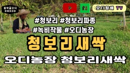 동막골오디농장에 청보리 새싹이 파릇 파릇 - kakaoTV 동막골오디농장에  청보리 새싹이 파릇 파릇