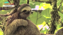 [시크릿 주주] 느림의 미학, 나무늘보의 시크릿 - kakaoTV [시크릿 주주] 느림의 미학, 나무늘보의 시크릿