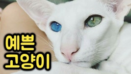 집사를 행복하게 만드는 오리엔탈 숏헤어 고양이 - kakaoTV 집사를 행복하게 만드는 오리엔탈 숏헤어 고양이
