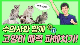 수의사와 함께하는 고양이 매력 파헤치기! | 닥터맘마 수의사팀 - kakaoTV 수의사와 함께하는 고양이 매력 파헤치기! | 닥터맘마 수의사팀