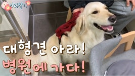 골든리트리버 아라 동물 병원 가다! - kakaoTV 골든리트리버 아라 동물 병원 가다!