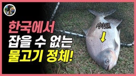 좌대낚시터 한국에서 절대 잡을 수 없는 물고기 입질 있다?[밀루유떼] - kakaoTV 좌대낚시터 한국에서 절대 잡을 수 없는 물고기 입질 있다?... 