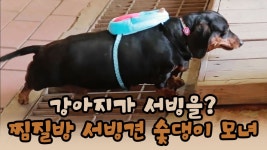 찜질방 서빙견 숯댕이 모녀 [윤형빈의 팔도견문록 시즌2] 8회 - kakaoTV... 찜질방 서빙견 숯댕이 모녀 [윤형빈의 팔도견문록 시즌2] 8회