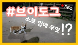 [Corgi SORO] 소로야 어야가자~! 소로입에 무엇? vlog/  vdog /cutecorgi - kakaoTV [Corgi SORO] 소로야 어야가자... 