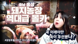충격) 우리나라 최초 돼지농장 몰카! 돼지와 상상초월~ 겸상 - kakaoTV 충격) 우리나라 최초 돼지농장 몰카! 돼지와 상상초월~ 겸상