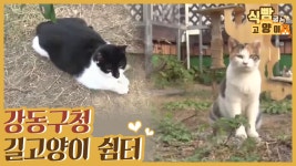 강동구청 길고양이 쉼터 & 휴대용 이동장 기부 [식빵굽는 고양이] 20회 - kakaoTV 강동구청 길고양이 쉼터 & 휴대용 이동장 기부 [식빵굽는... 