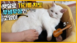 모든게 귀찮은 할배고양이(ft.무념무상) - kakaoTV 모든게 귀찮은 할배고양이(ft.무념무상)