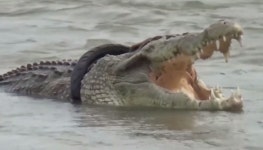 타이어 목에 걸린 악어, 필사적 사투(Indonesian crocodile with... kakaoTV 타이어 목에 걸린 악어, 필사적 사투(Indonesian... 