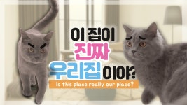 모두의냥이 NEW 러브하우스 공개💕(이사했어요 Part.1) - kakaoTV 모두의냥이 NEW 러브하우스 공개💕(이사했어요 Part.1)