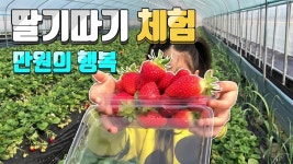 딸기덕후라면 무제한 딸기먹고 딸기따기해봐요 (딸기따기체험 농장)... 딸기덕후라면 무제한 딸기먹고 딸기따기해봐요 (딸기따기체험 농장)