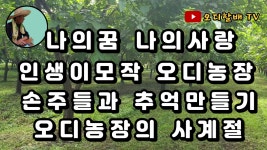 나의 꿈 나의 사랑 인생이모작 동막골오디농장 손주들과 외갓집 추억만들기 - kakaoTV 나의 꿈 나의 사랑 인생이모작 동막골오디농장 손주들과... 