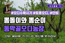 오디농장 뽕돌이와 뽕순이가 정신을 못차려요 - kakaoTV 오디농장 뽕돌이와 뽕순이가 정신을 못차려요