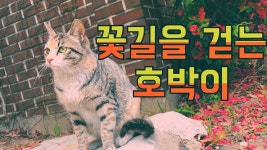 꽃길을 걷는 길고양이 Stray Cats On Flower Road #猫 - kakaoTV 꽃길을 걷는 길고양이 Stray Cats On Flower Road #猫
