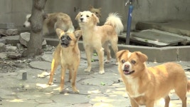 [펫닥터] 철거촌 폐가 유기견 구조 현장 - kakaoTV [펫닥터] 철거촌 폐가 유기견 구조 현장