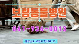보령동물병원 1 - kakaoTV 보령동물병원 1