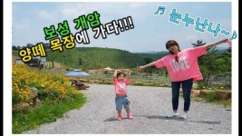 보성 개암 양떼 목장에 가다! - kakaoTV 보성 개암 양떼 목장에 가다!