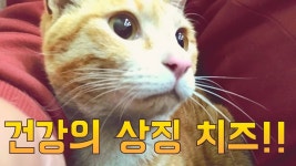 병원에서 확인 받은 건강의 상징 치즈! - kakaoTV 병원에서 확인 받은 건강의 상징 치즈!