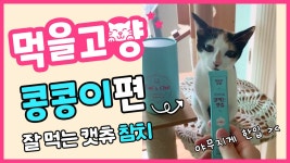 페페로니 캣츄 먹방ㅣ먹을고양 #32 - kakaoTV 얌전하고, 야무지고... 귀엽고~ 모든 걸 다 갖춘 콩콩이의 페페로니 캣츄 먹방ㅣ먹을고양 #32