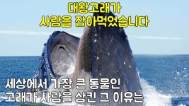 대왕고래가 사람을 잡아먹었습니다 세상에서 가장 큰 동물인 고래가 사람을 삼킨 그 이유는 - kakaoTV 대왕고래가 사람을 잡아먹었습니다... 