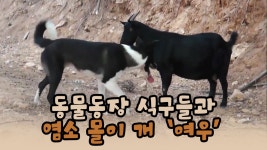 동물농장 식구들과 염소 몰이 개 여우! [윤형빈의 팔도견문록 시즌2] 3회 - kakaoTV 동물농장 식구들과 염소 몰이 개 여우! [윤형빈의... 