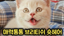 얼굴이 통통한 매력덩어리 브리티쉬 숏헤어 고양이 영상 모음 - kakaoTV 얼굴이 통통한 매력덩어리 브리티쉬 숏헤어 고양이 영상 모음
