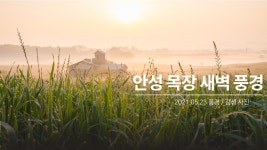 안성목장 새벽 풍경 - kakaoTV 안성목장 새벽 풍경